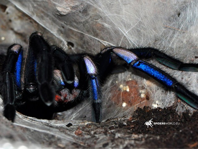 Electric Blue Tarantula